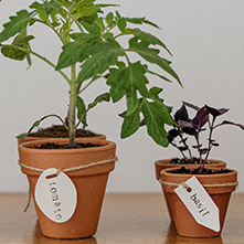 entretien des plantations